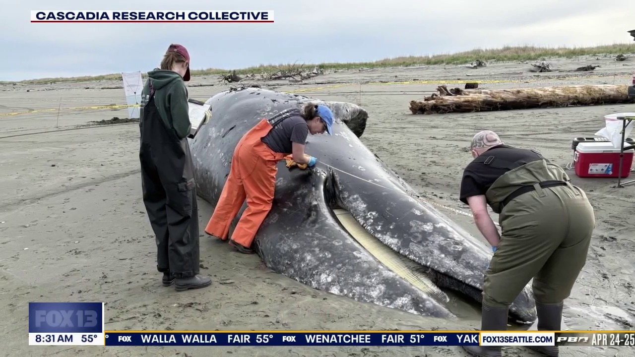 Three whales found dead in WA over the weekend