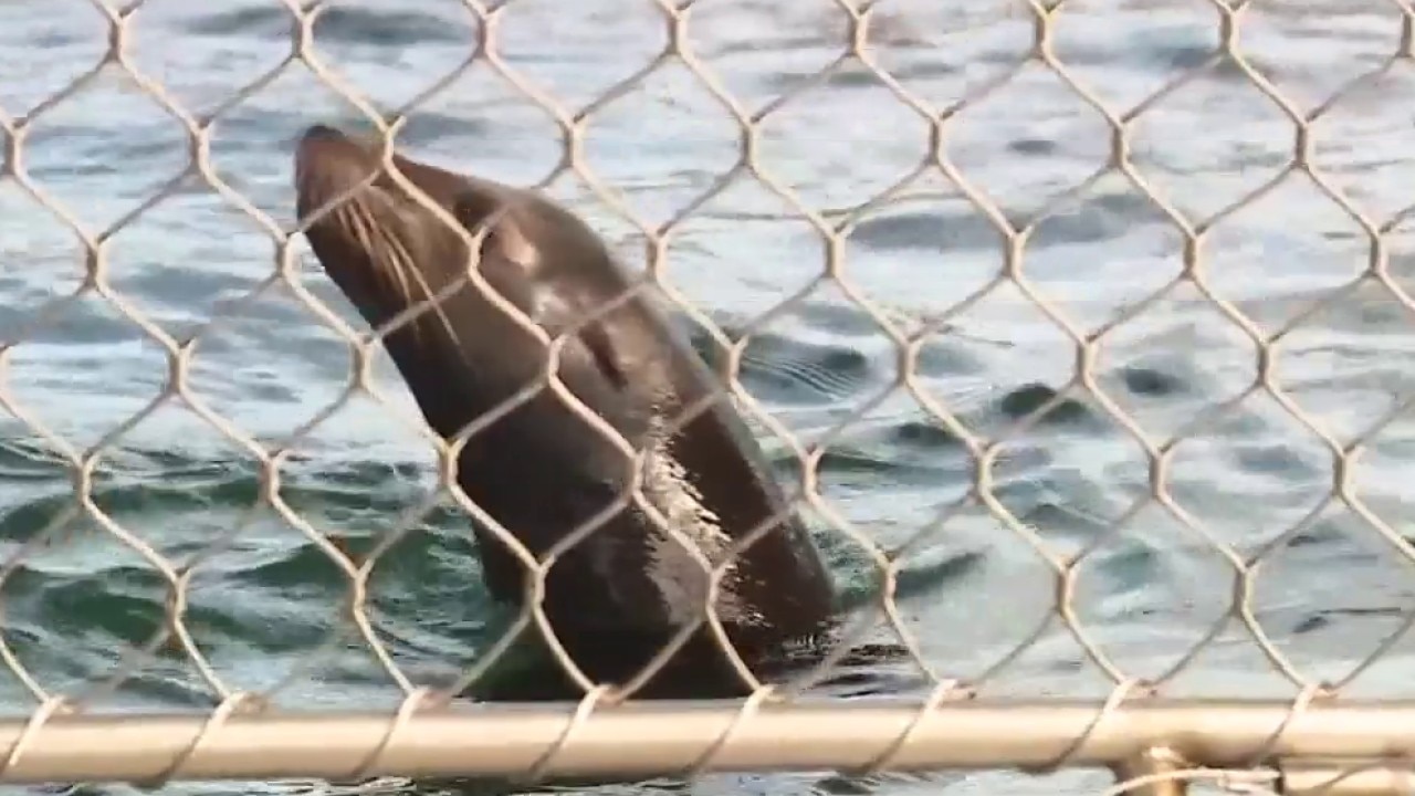 California Sea Lions welcomed at Clearwater Aquarium