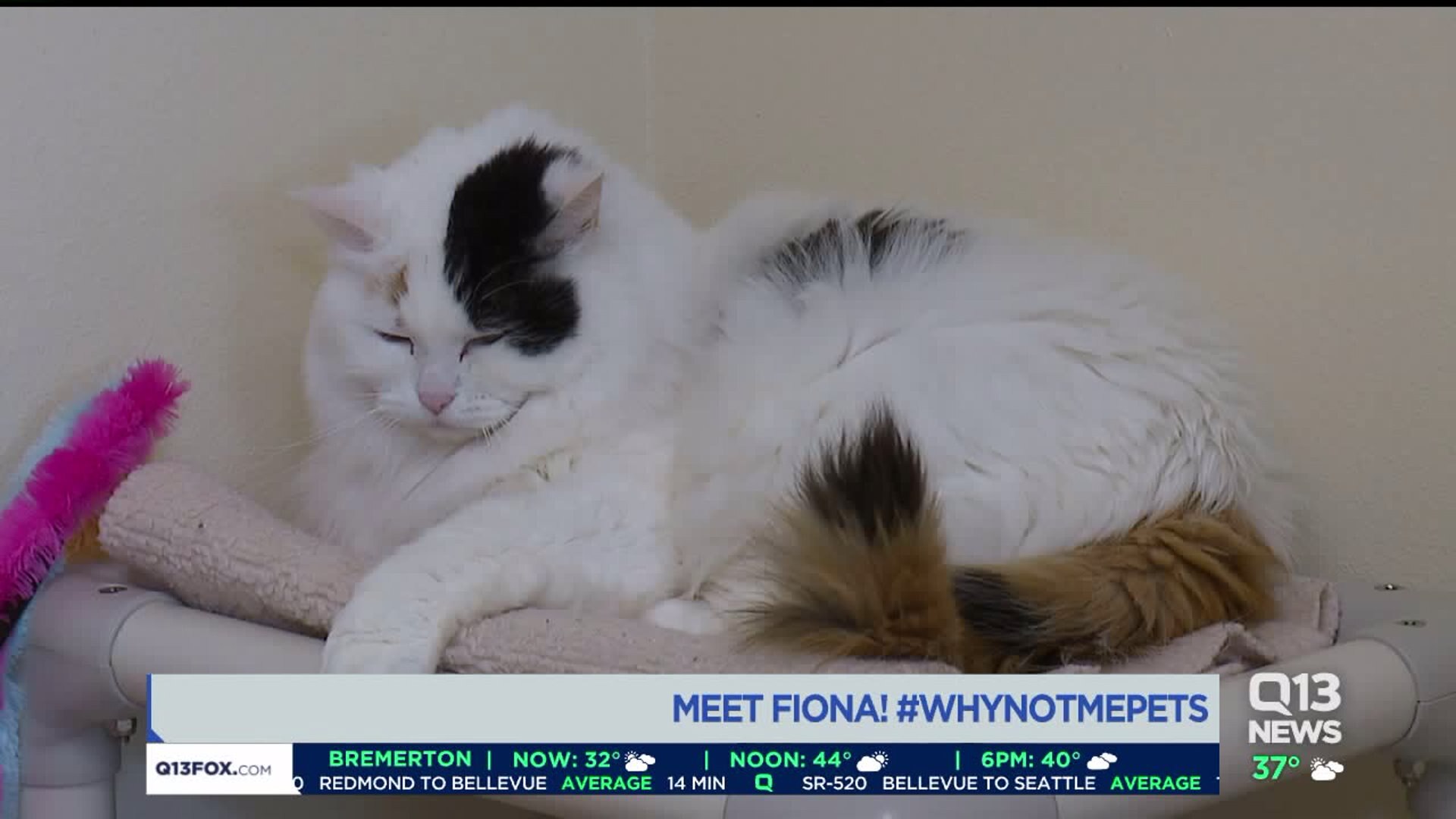 Fiona WhyNotMePets