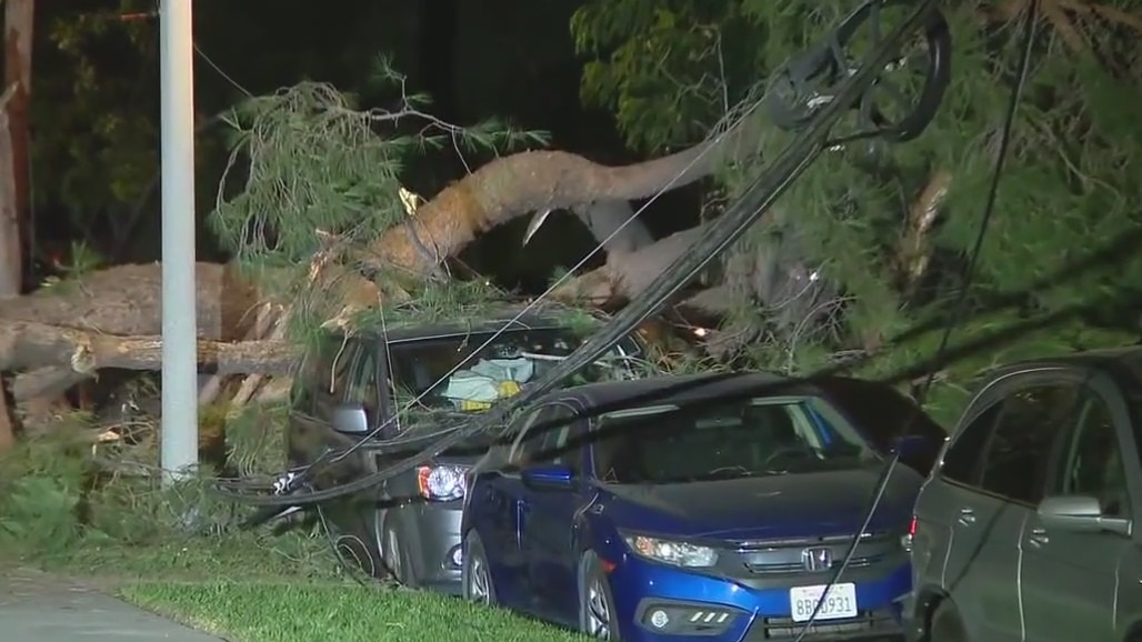 Fallen tree takes out power lines, cars