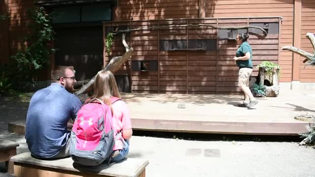 Raccoon helps with epic marriage proposal