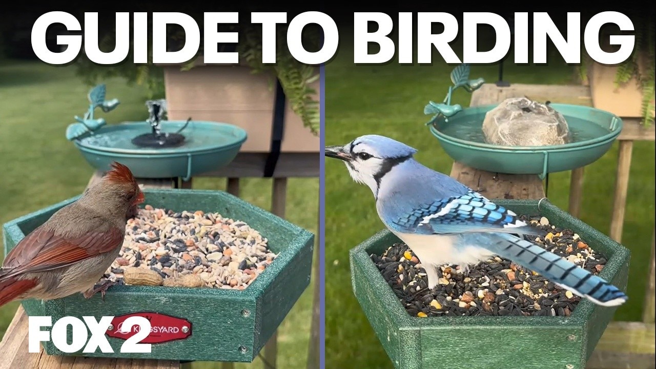 Chirp Nook's guide to birding, Memorial swims, and Fish Cleaning | Brother Nature