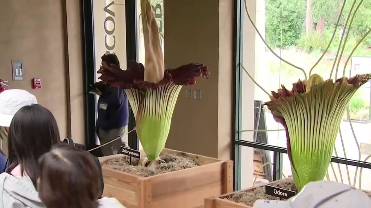 Rare double-corpse flower bloom