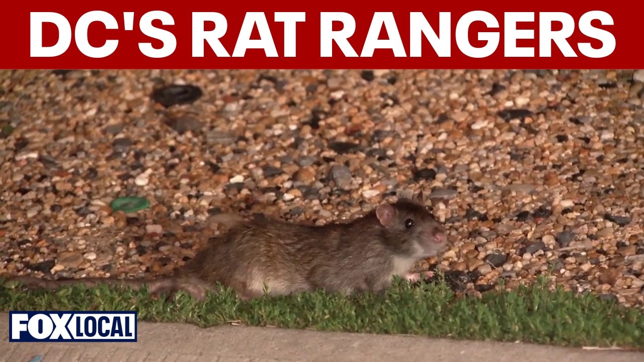 DC Rat Rangers urge safer alternatives amid infestation