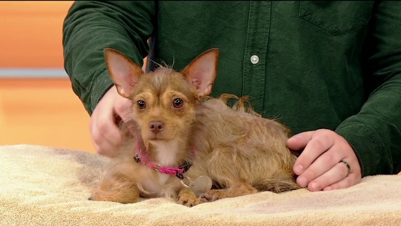 Pet of the day: Mandie