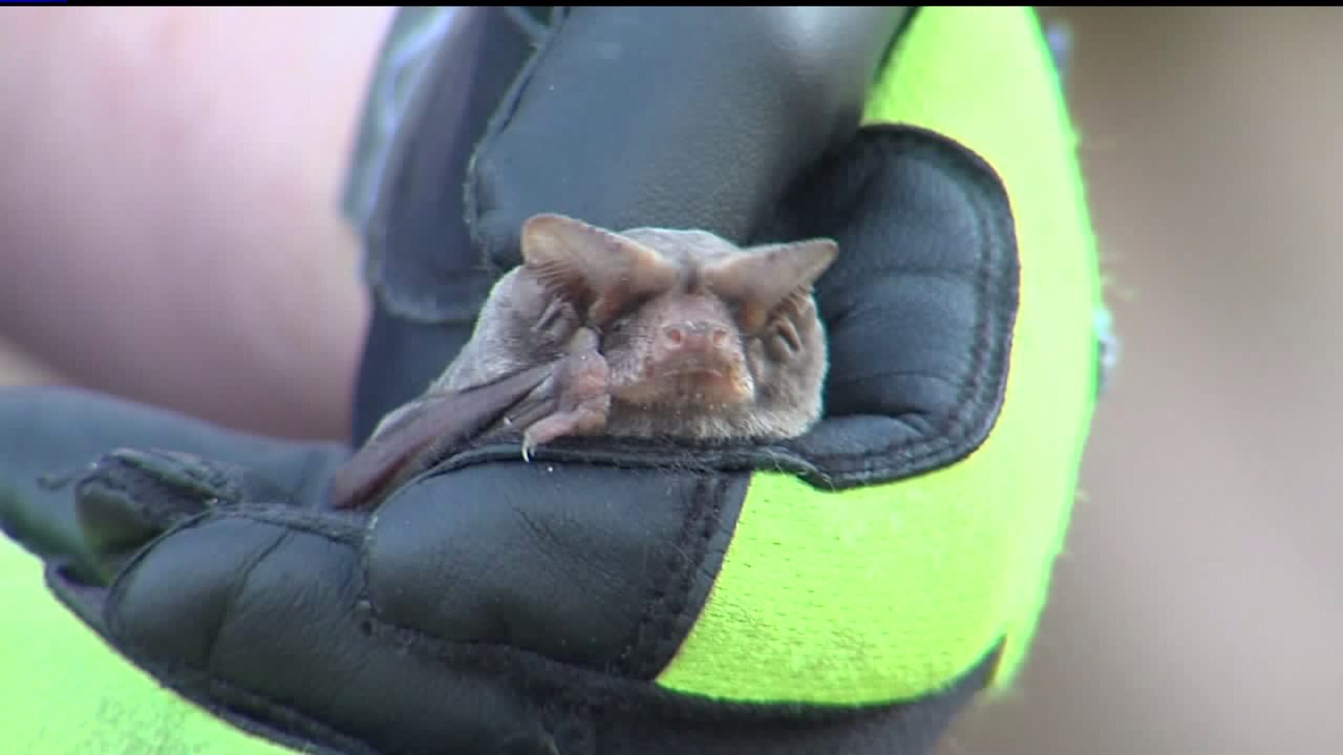 Rabid bats