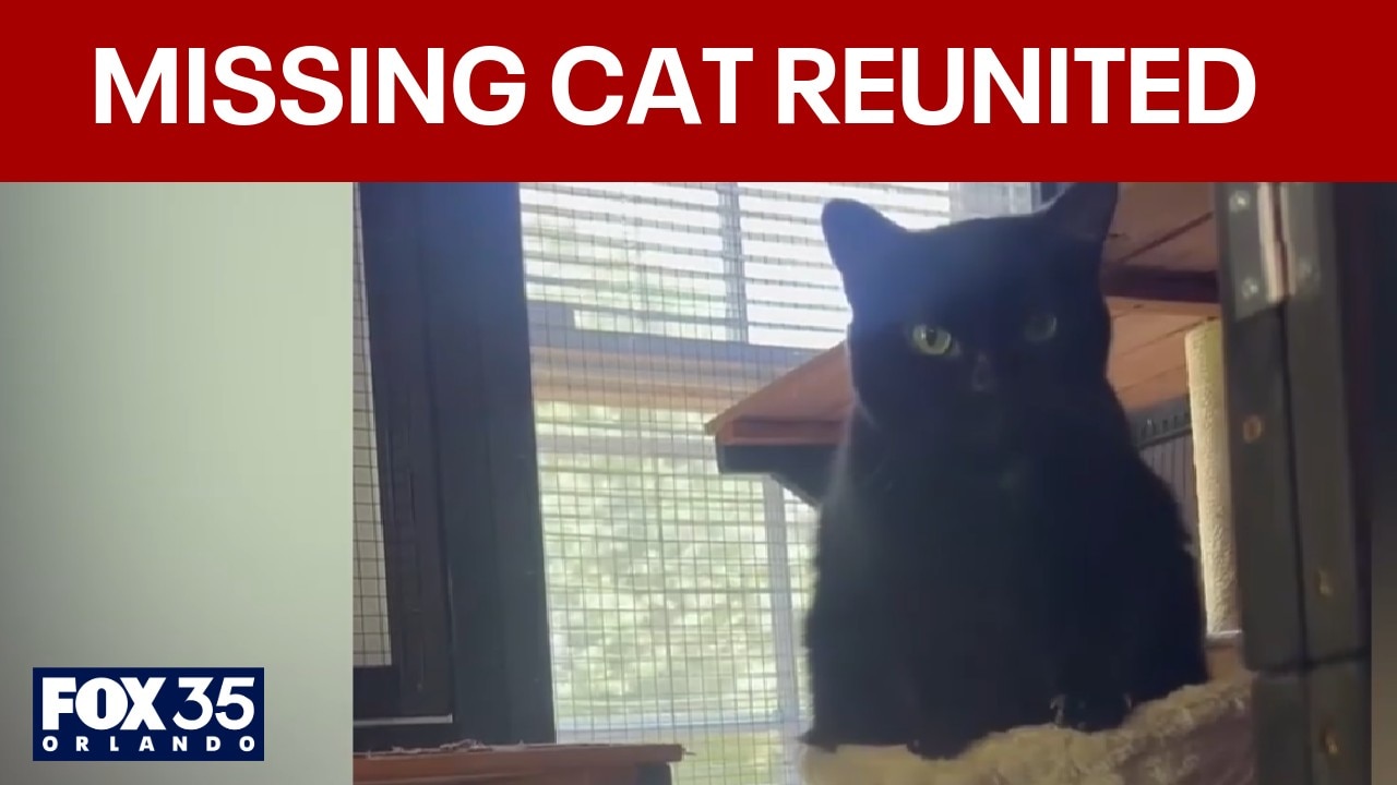 Florida ‘dogfather’ finds Georgia woman’s missing cat after missing 2 years