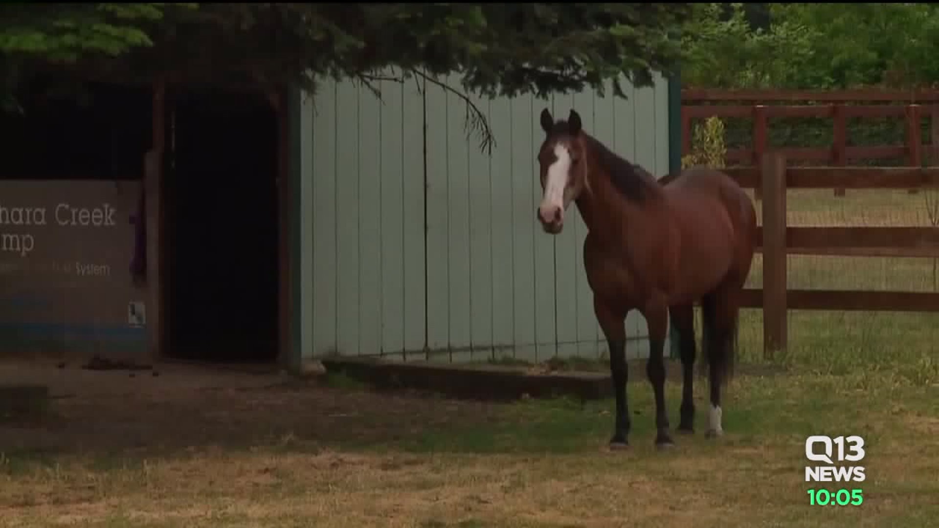 Latest on horse whose tongue was cut out in Yelm