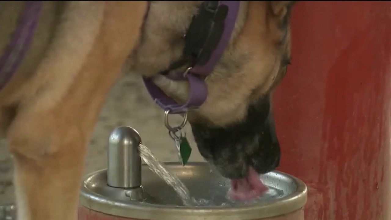 Pet heat safety: staying cool in the summer