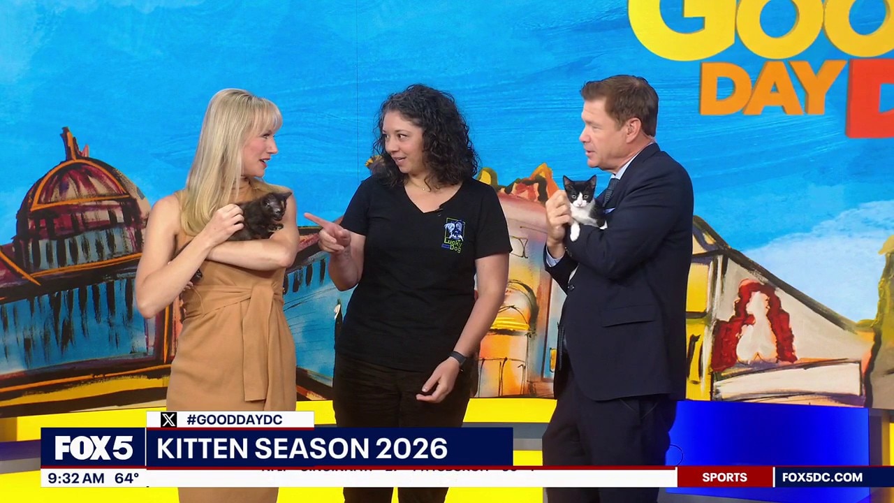 Adoptable kittens this season