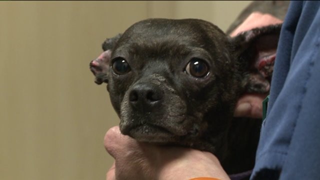 Neighbor of man arrested in "Beatrice" case says she saw dog & critical evidence