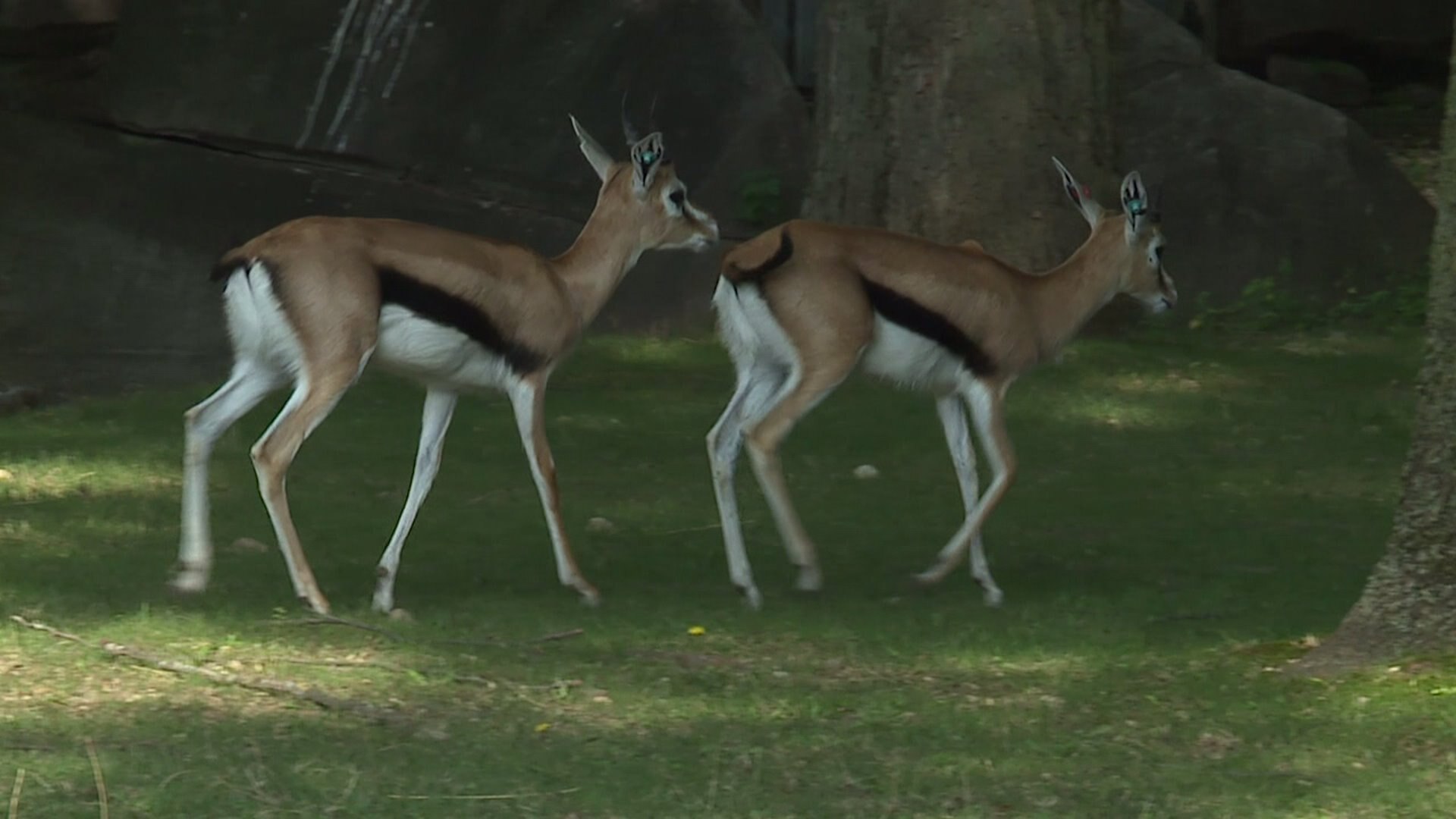 New animals at the zoo