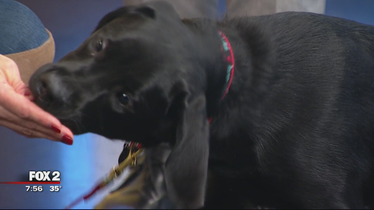 Caring for dogs in winter weather