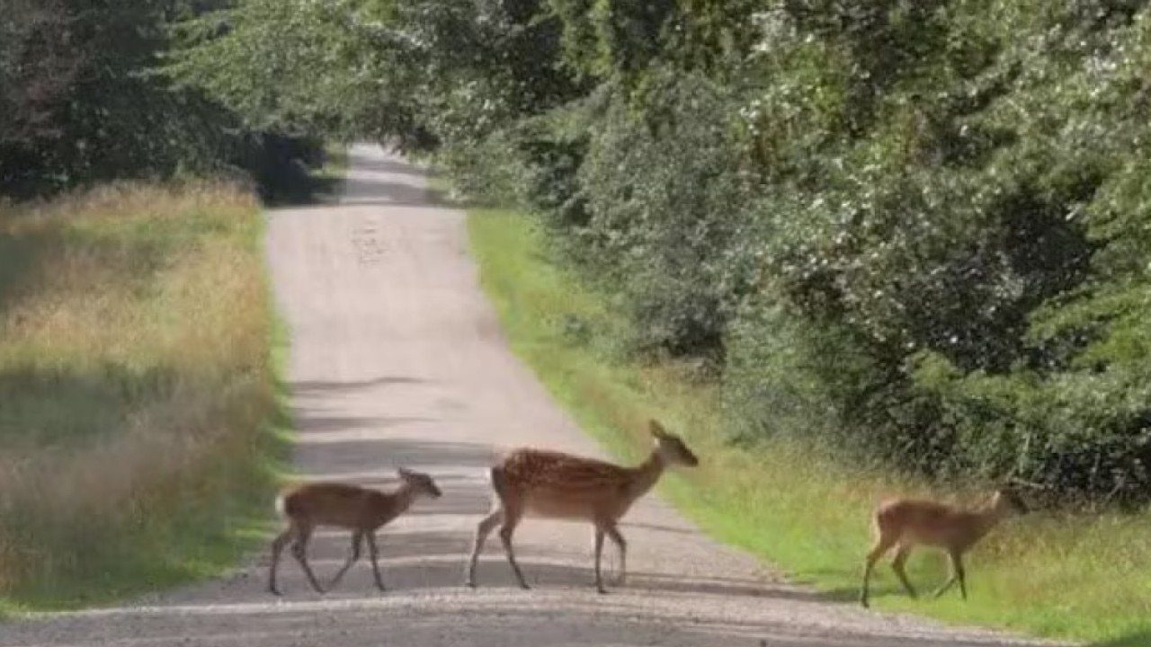 Several deer dead from virus in southeast Wisconsin