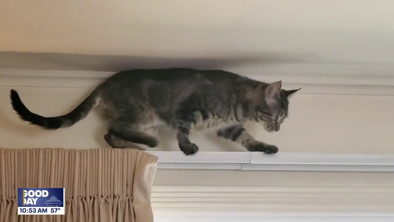 Good Day Pet Tricks for Thursday, July 2
