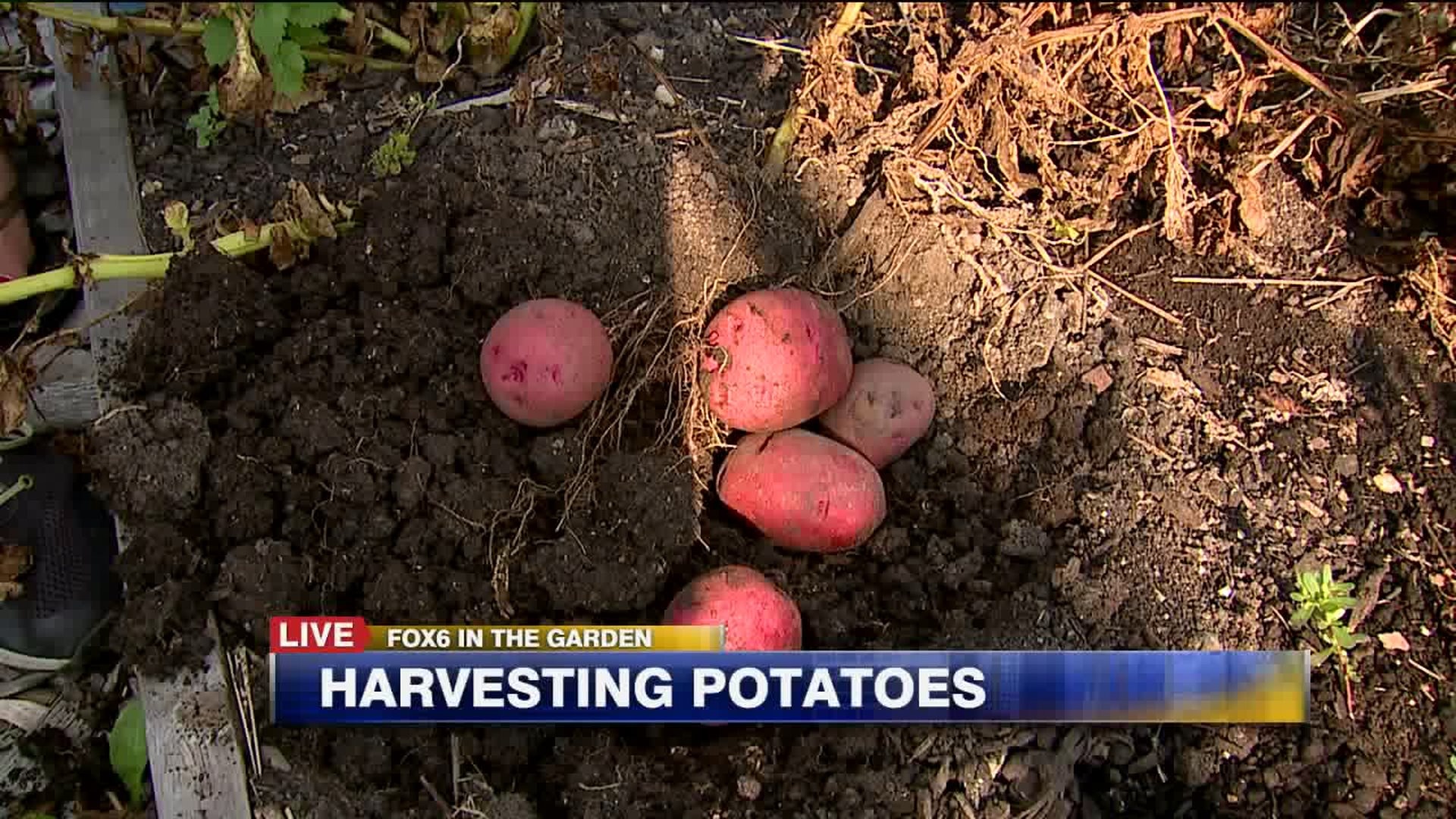 Harvesting potatoes