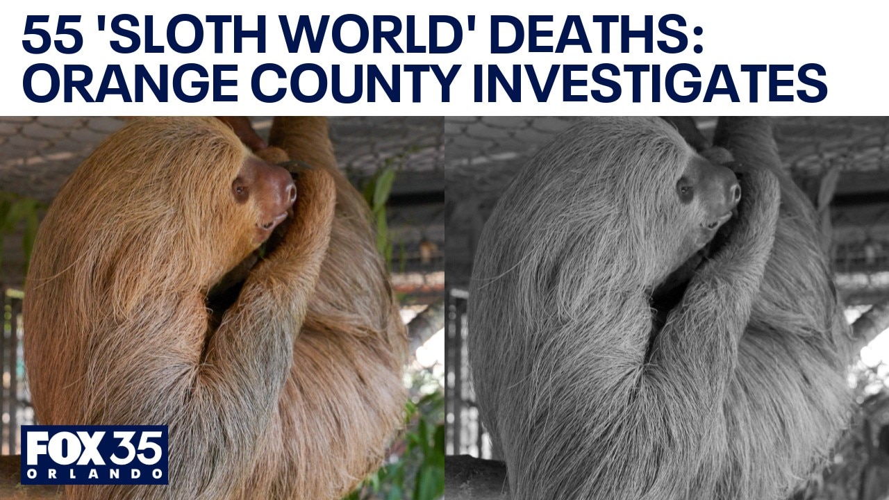 Sloth conservationists aim to meet with FWC over 'Sloth World'