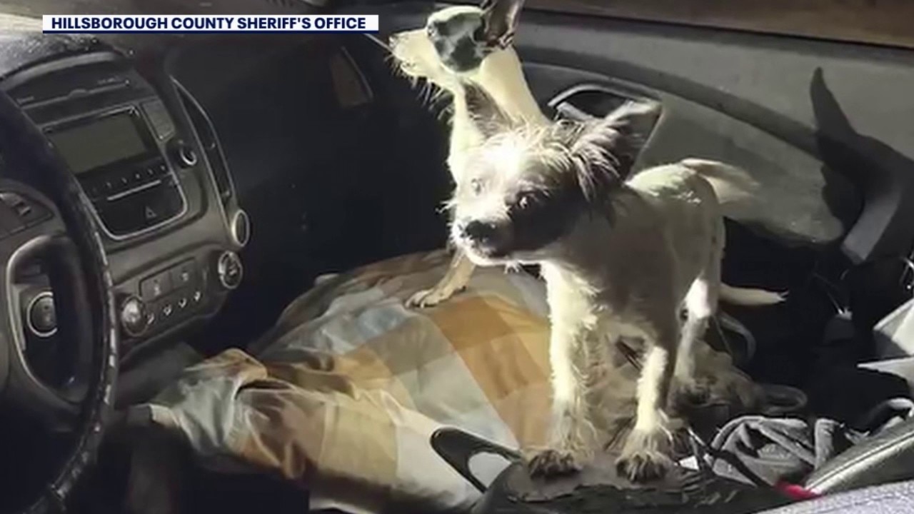 2 dogs rescued from locked car, owner arrested