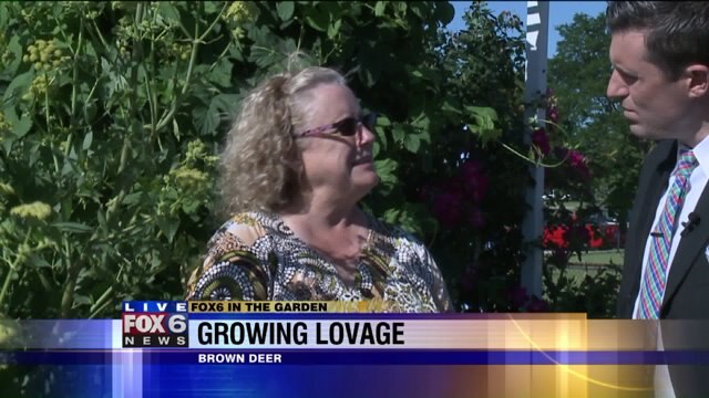 Lovage is an old-fashioned herb not used much anymore