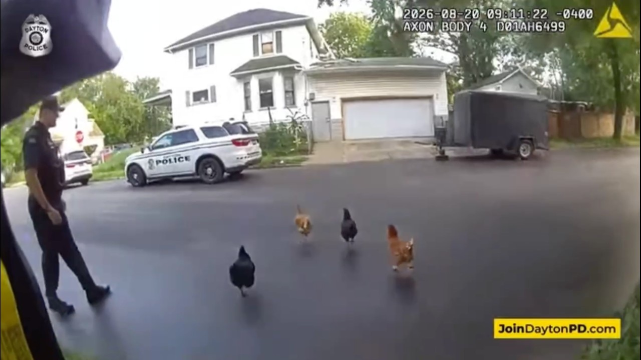 Ohio police corral escaped chickens