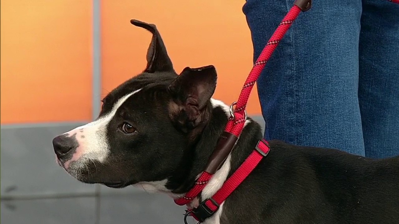 Pet of the day: King