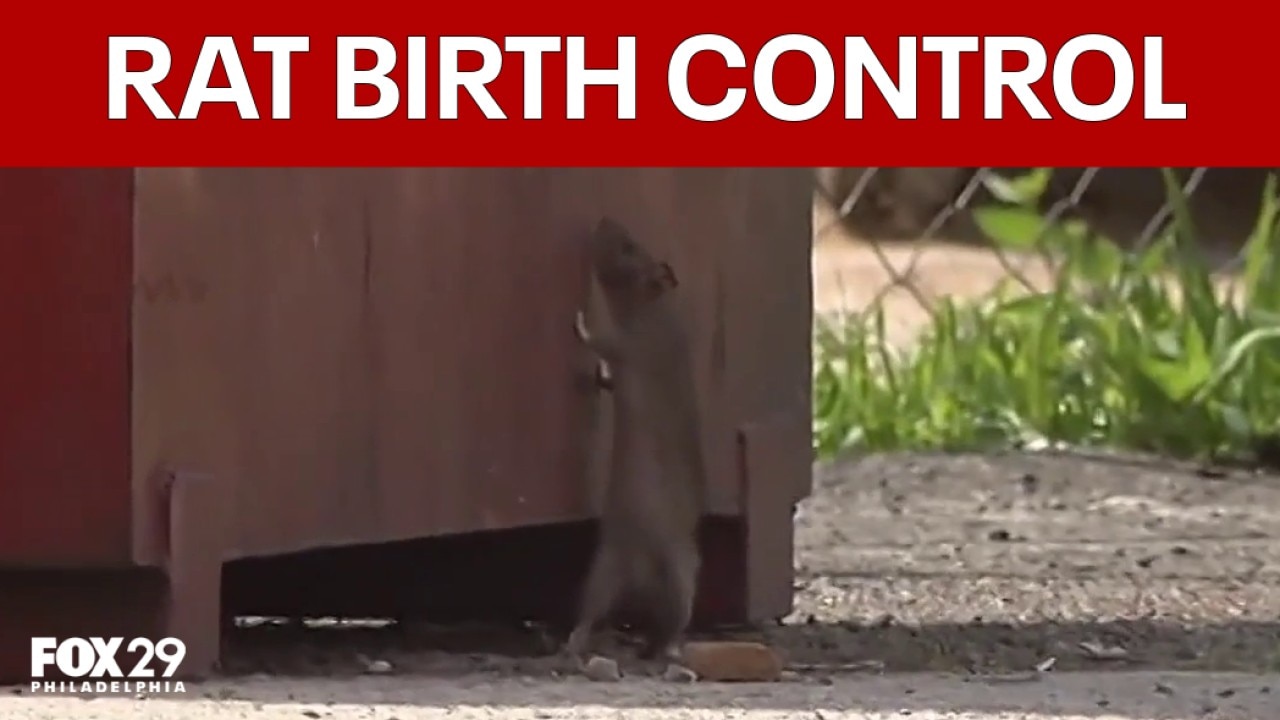 City Council declares public health emergency over severe rat infestation