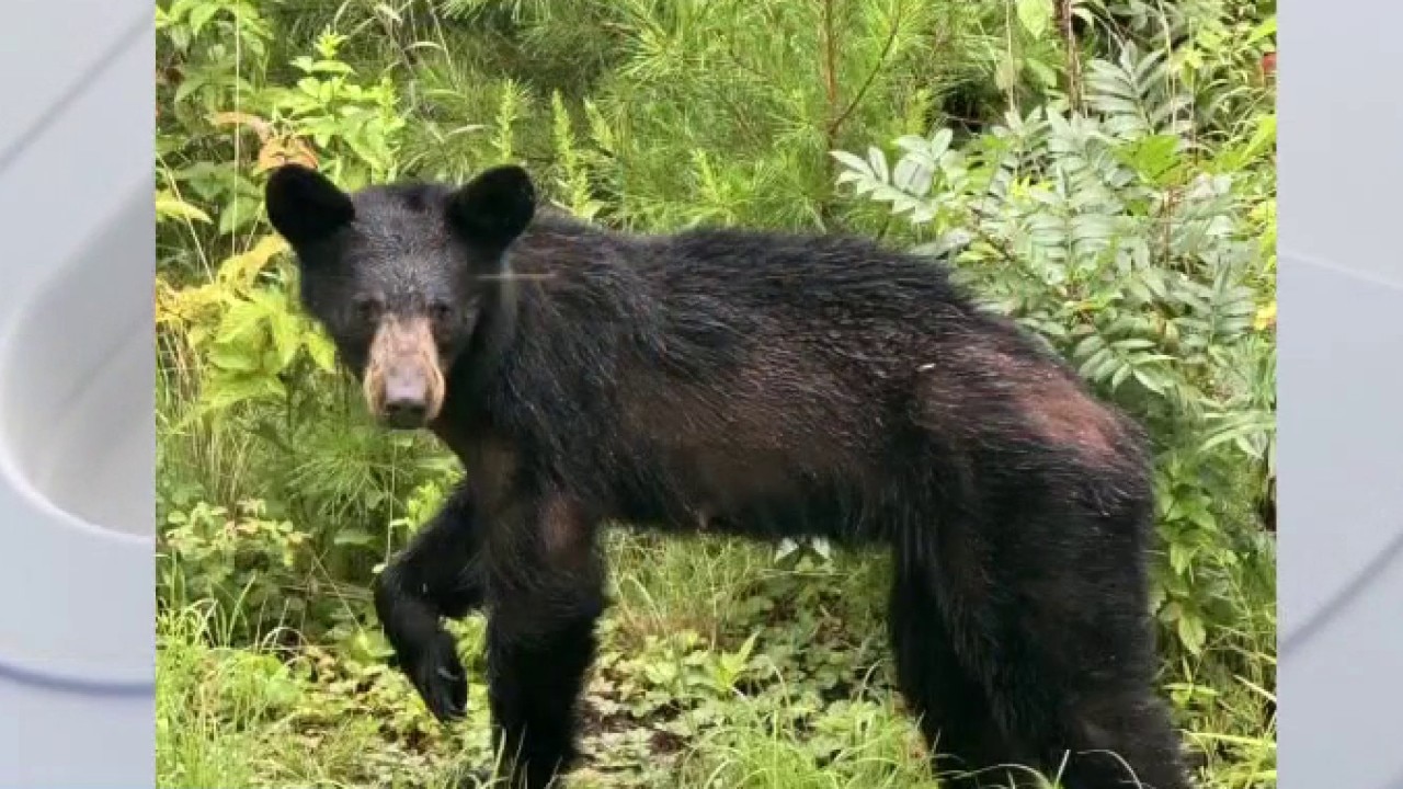 Adventure in Great Smoky Mountains: Austin Travels