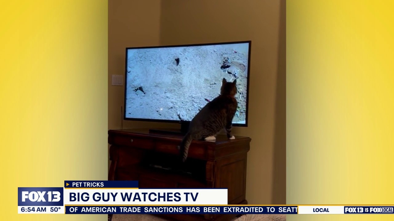 Pet Tricks for Tuesday, April 21