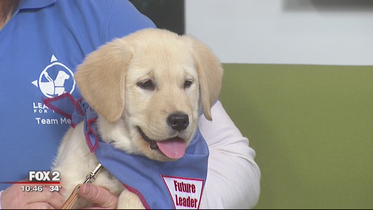 Leader Dogs for the Blind looking for puppy raisers