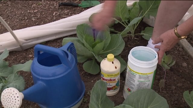 Fertilizing vegetables needs to be tailored to the crops you are growing