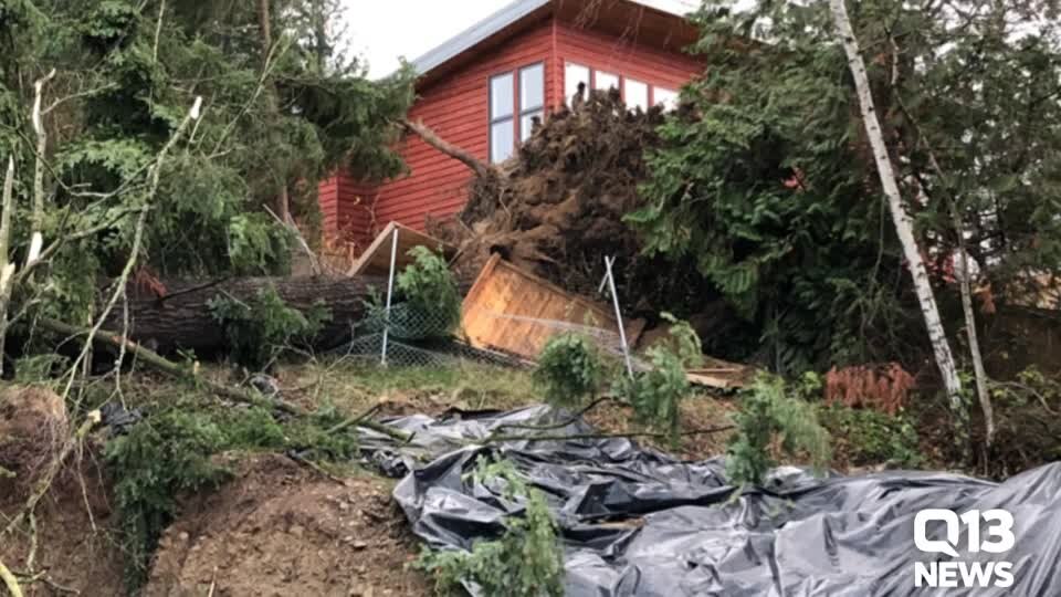 Bellevue Tree on House