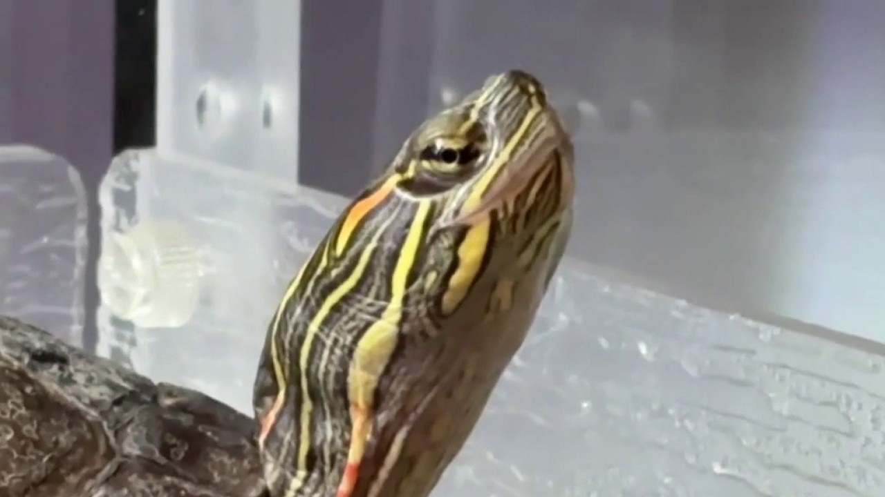 Oconomowoc wildlife center animal patient intake increases