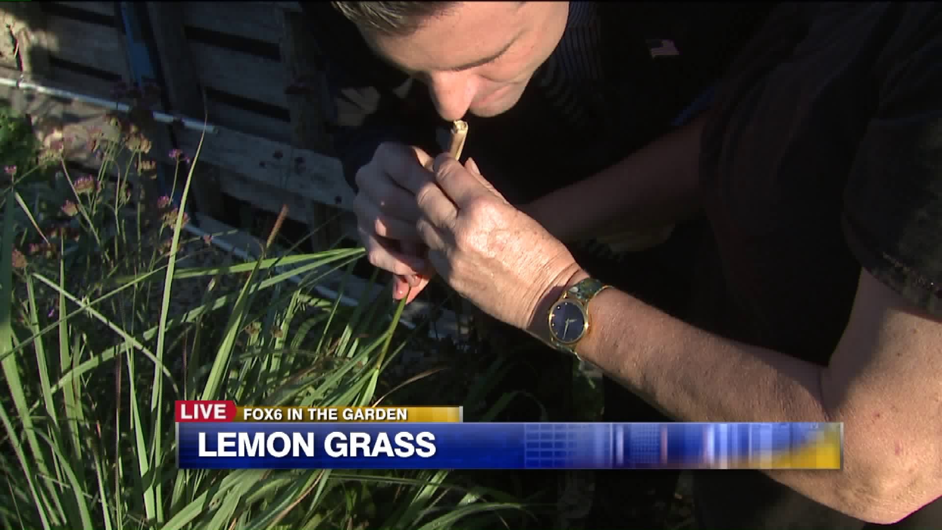 Lemon grass