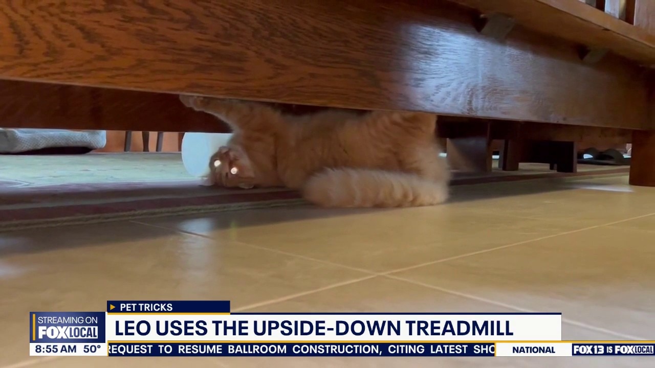 Good Day Pet Tricks for Tuesday, May 26