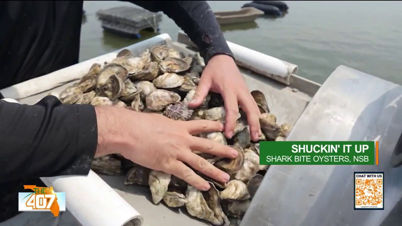 Inside look at Central Florida oyster farming with SharkBite Oysters