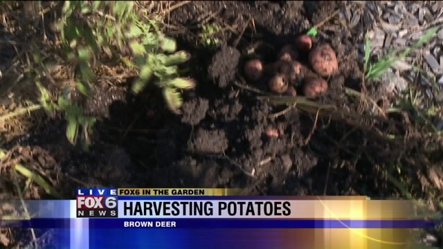 The potatoes are ready to harvest; here`s what you need to know