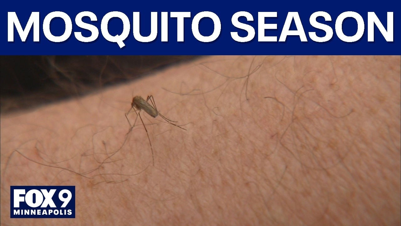 Mosquito season forecast for Minnesota