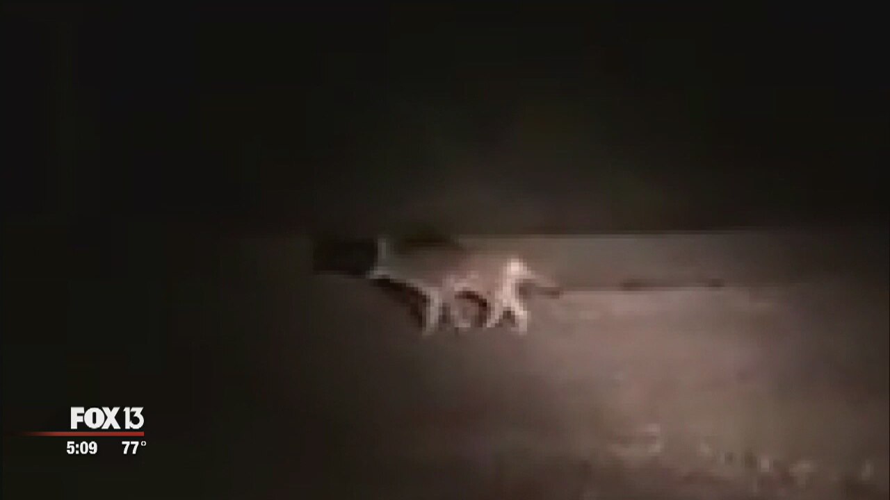 Coyote spotted by police in North Port