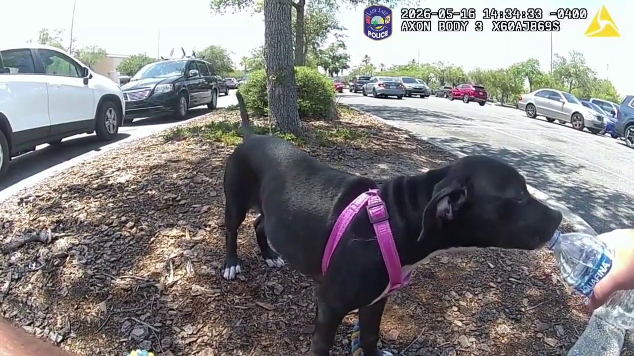 Puppy rescued after left in hot car in Florida heat | Body camera