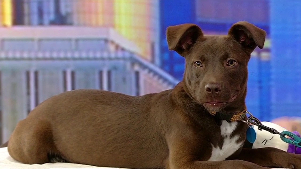 Pet of the day: Chandler