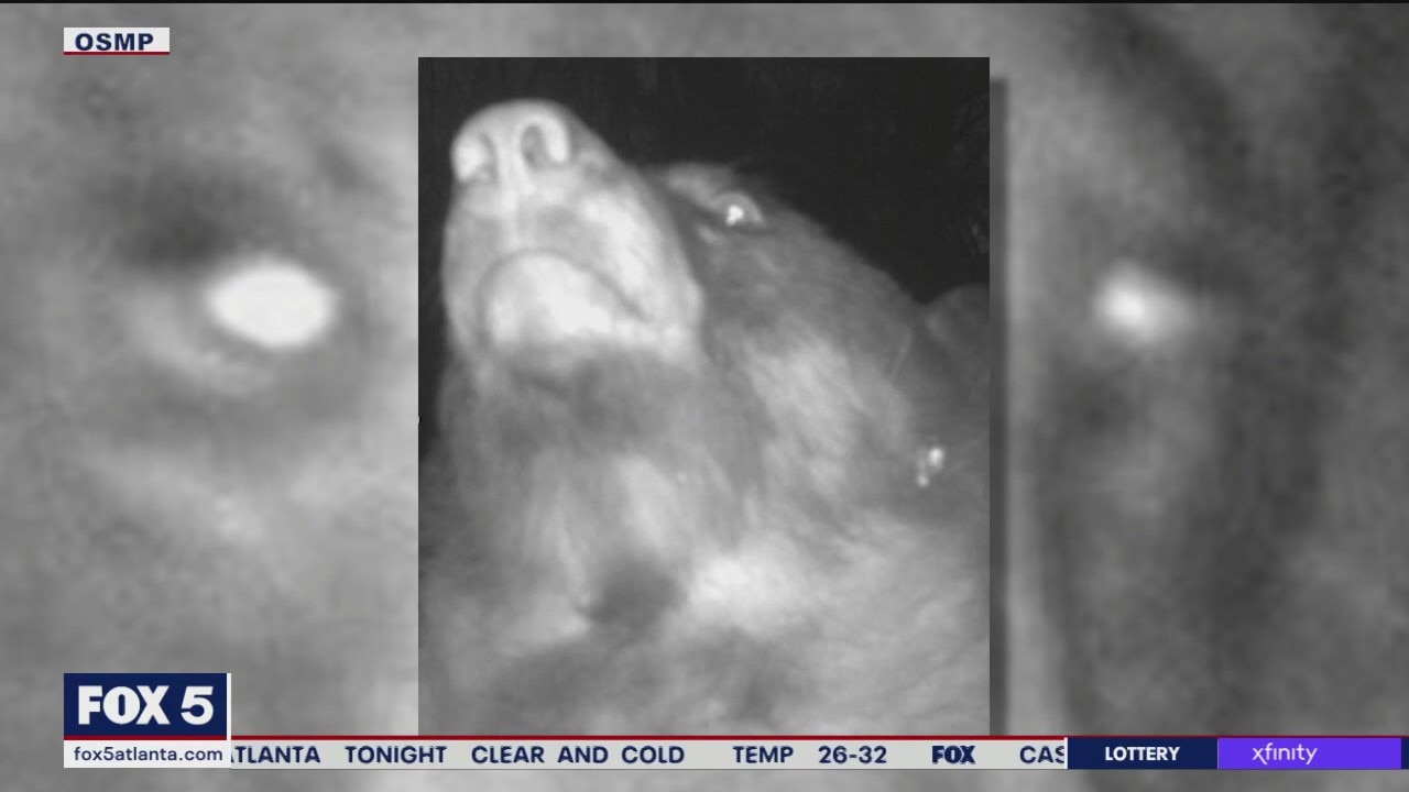 Bear takes selfies on trail camera