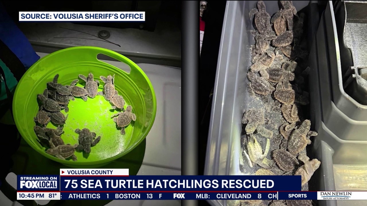Deputies rescue disoriented sea turtle hatchlings in Volusia County