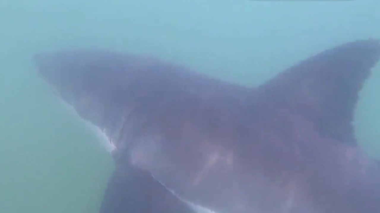 What El Niño means for a 'shark summer' on the California coast