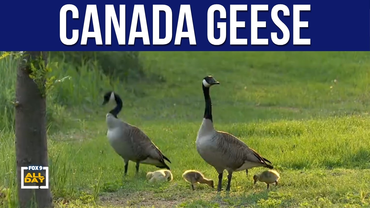Canada goose problem: Managing growing flocks
