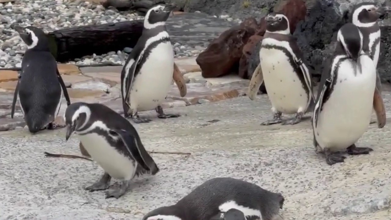 San Francisco Zoo offers free admission for kids this month