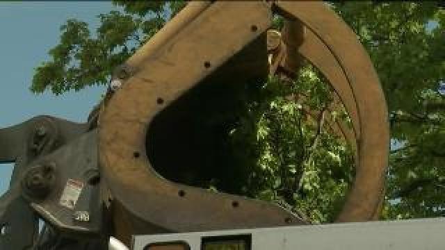 Cleaning up storm damage