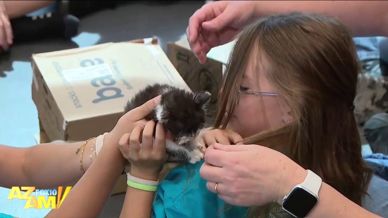 Arizona Humane Society organizing summer camps