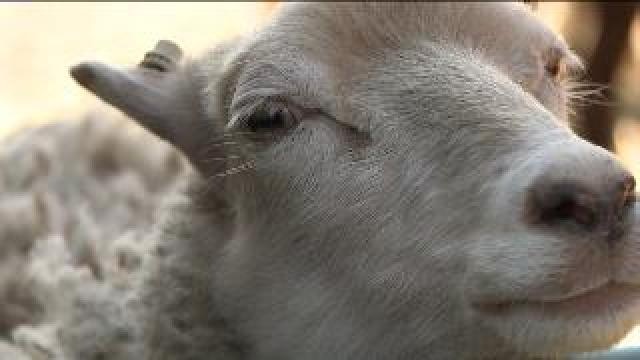 Pleasant Prairie farm latest