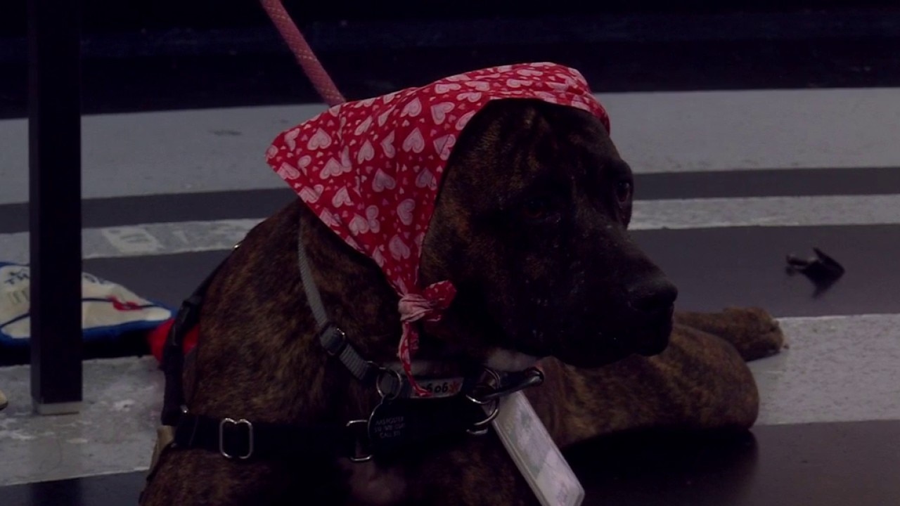 Babushka at Austin Animal Services