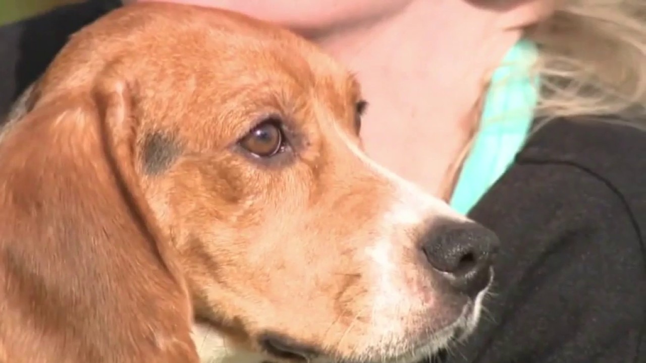 Ridglan Farms lead veterinarian 'permanently revoked'